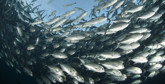 Бесконтрольное рыболовство в Арктике станет невозможным